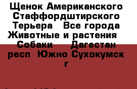 Щенок Американского Стаффордштирского Терьера - Все города Животные и растения » Собаки   . Дагестан респ.,Южно-Сухокумск г.